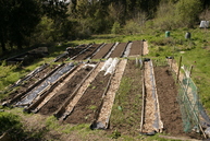 The raised beds, late April 2009