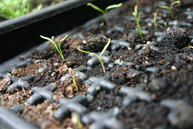 Fennel seedling