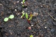 Beetroot seedling
