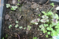Perilla (red shiso) seedlings + some weeds! A tender annual (luxury) salad