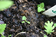 Clover seedling