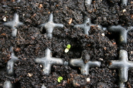 Elecampane seedling