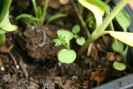 Goosegrass or cleavers seedling