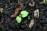 Hollyhock seedling