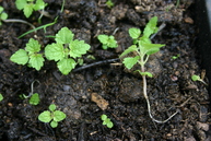 Nettle seedlings