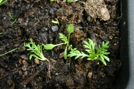 Bittercress seedings (cardamine hirsuta)