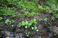 Boggy ground - watercress, saxifrage, purslane