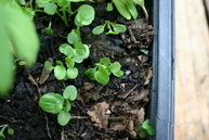 Pansy seedlings