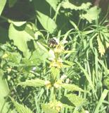 Bee on yellow archangel - 2 June