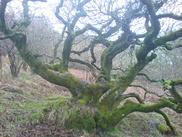 A mossy Dartmoor oak tree, March