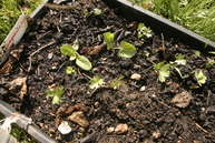 Lovage and mallow seedlings