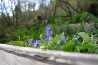 Selfseeded violets in a raised bed