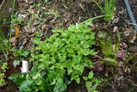 A campanula plant with mild tasting, crispy leaves for salad