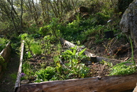 Raised bed in its first spring - mainly perennial leaf crops