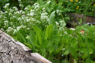 Costmary, tanacetum balsalmita, in a raised bed in Chris' garden