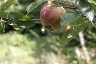 An apple in our Forest Garden