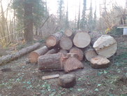 Seasoning timber for Chris and Owen's dwelling 